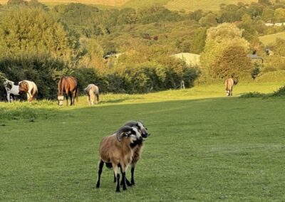 Hogs Wallow Community Group LTD