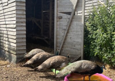 Hogs Wallow Community Group LTD